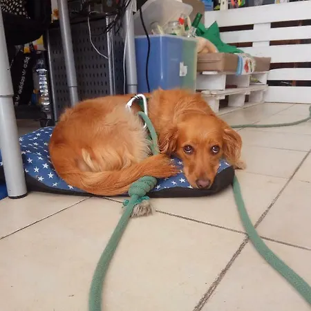 레이싱 매크럴 *